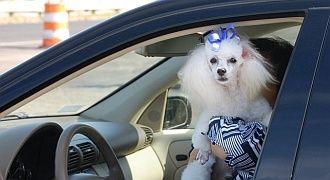 Najgorsze typy kierowców